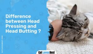 Why Do Cats Headbutt? 5 Interesting Reasons