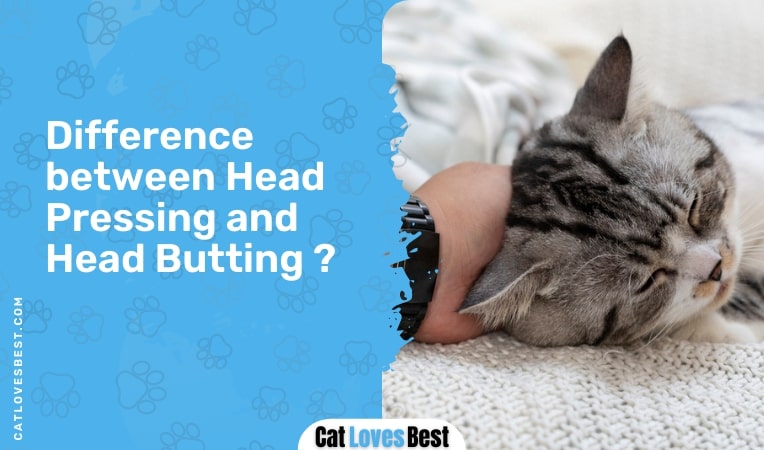 difference between head pressing and head butting