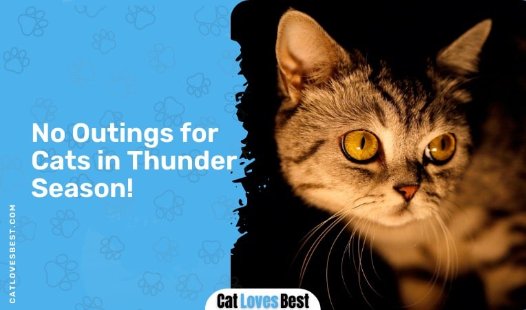 do not let your cat go outside in thunder season