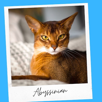 family friendly abyssinian cat