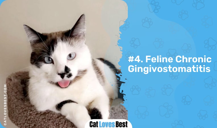 feline chronic gingivostomatitis