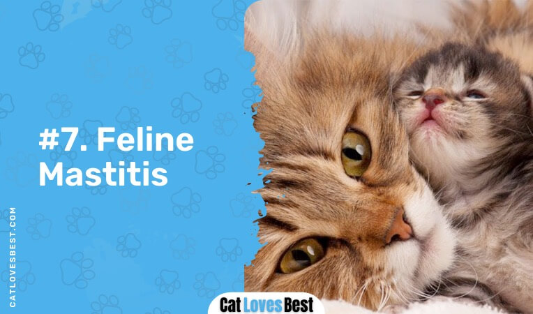 feline mastitis