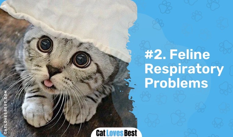 feline respiratory problems