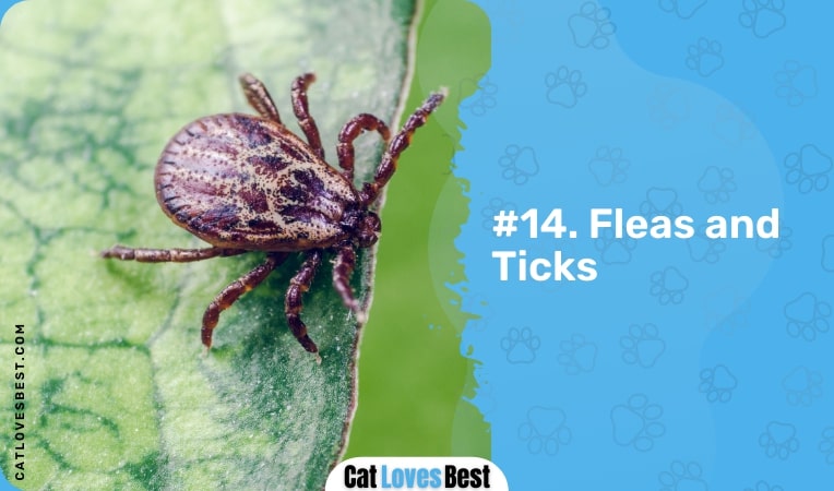 fleas and ticks