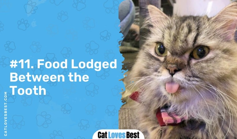 food lodged between the tooth of cat