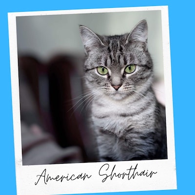 friendly american shorthair cats