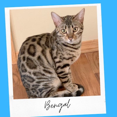 friendly bengal cat