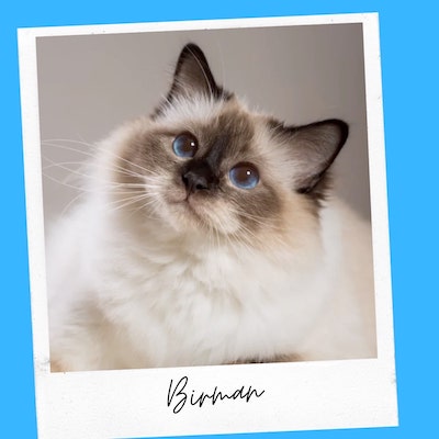 friendly birman cat breed