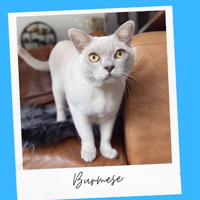 friendly burmese cat