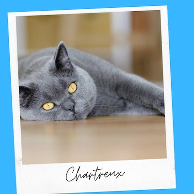 friendly chartreux cat
