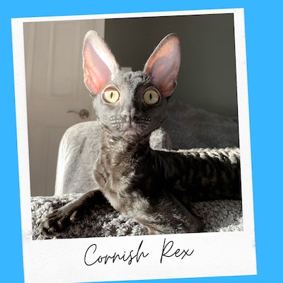 friendly cornish rex cat breed