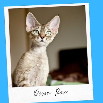 friendly devon rex cats