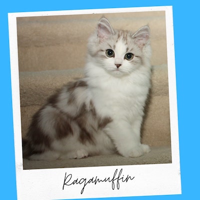 friendly ragamuffin cat