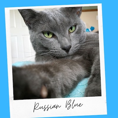 friendly russian blue cat breed