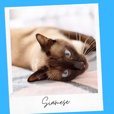 friendly siamese cat