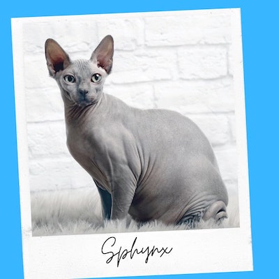 friendly sphynx cats