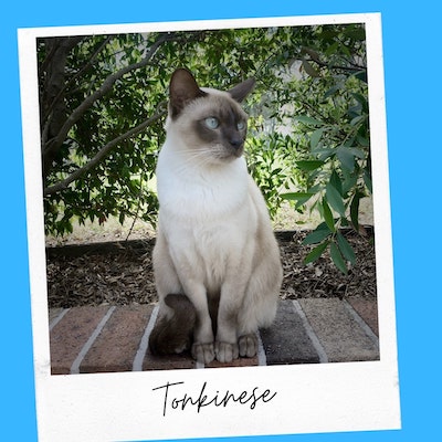 friendly tonkinese cat breed