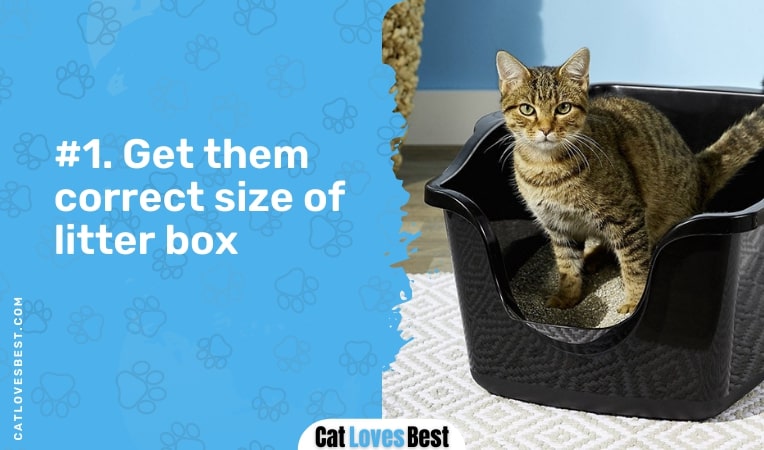 get them correct size of litter box
