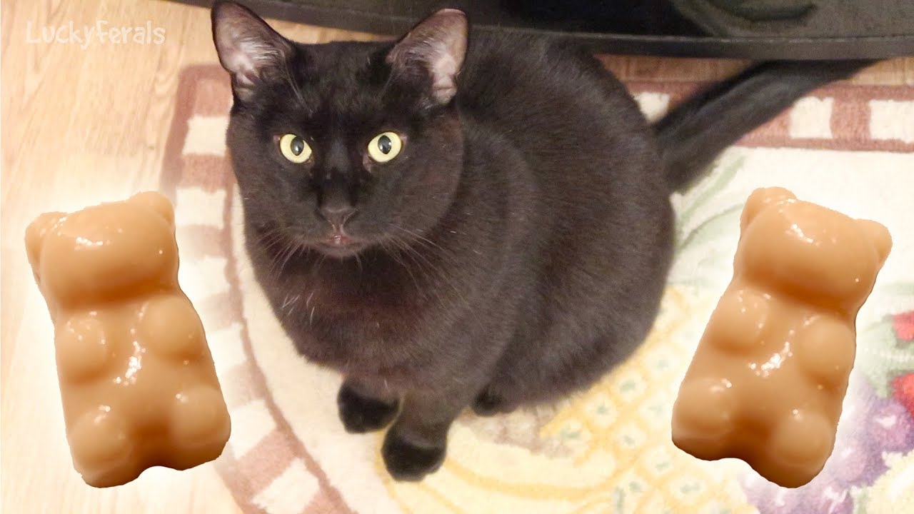 10 Healthy Homemade Cat Treat Recipes Every Owner Must Know