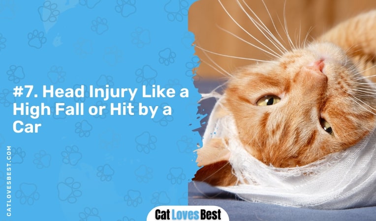 head injury like a high fall or hit by a car
