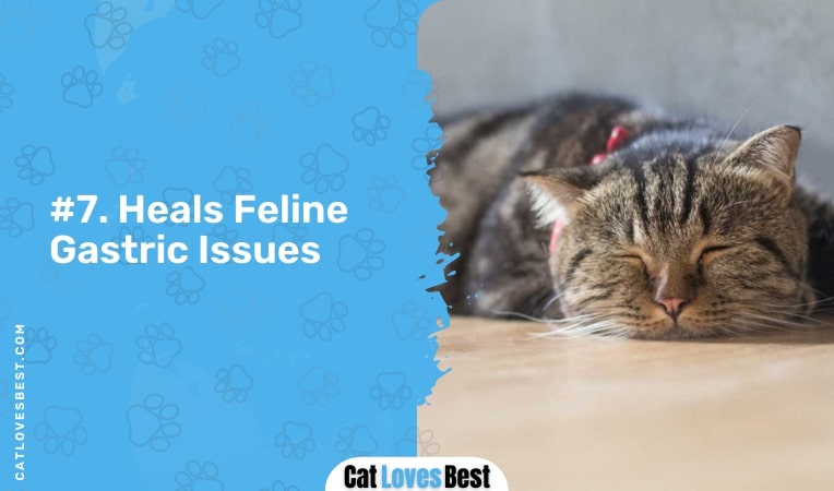 heals feline gastric issues