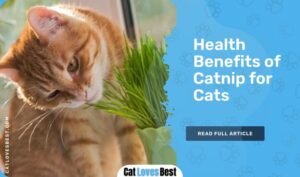 10 Health Benefits of Catnip for Cats (Backed By Science)