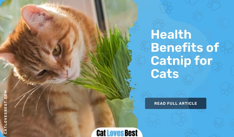 health benefits of catnip for cats