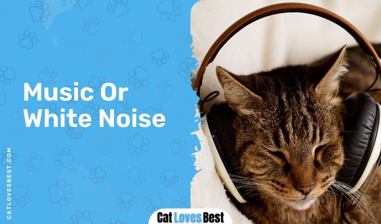 help your cat with music or white noise