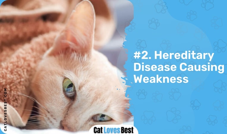 hereditary disease causing weakness