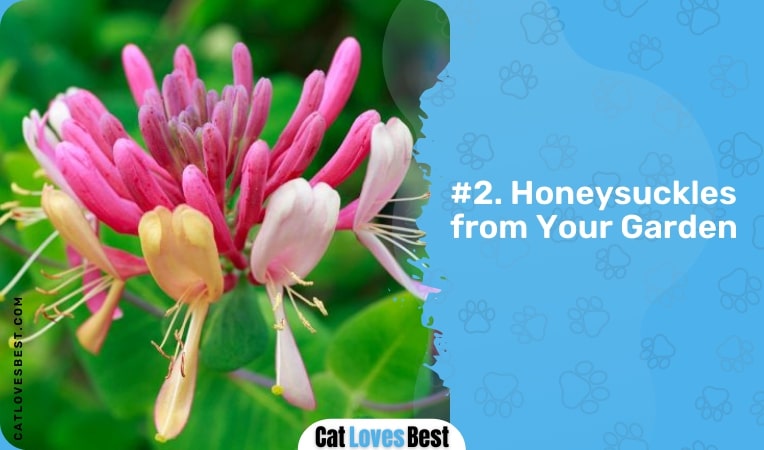 honeysuckles from your garden
