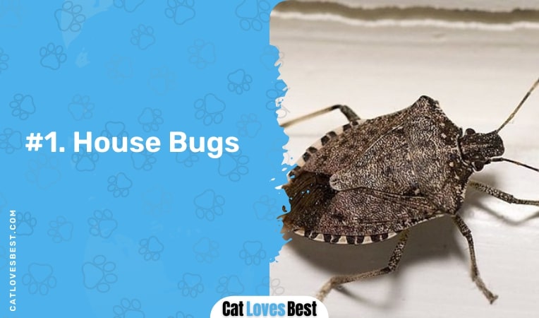 house bugs