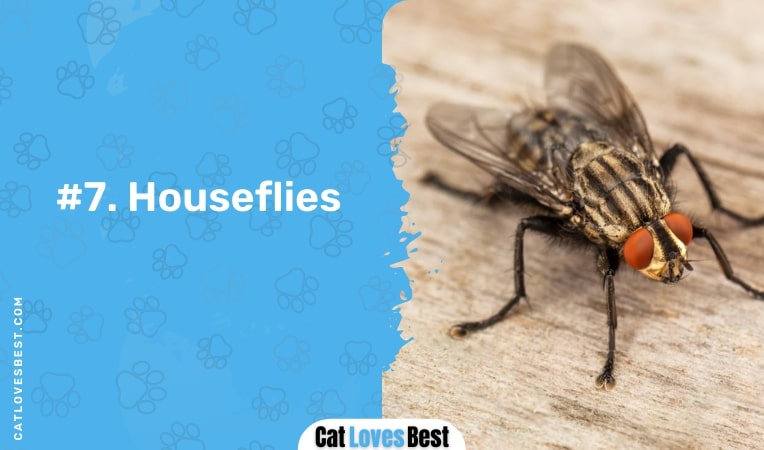 houseflies