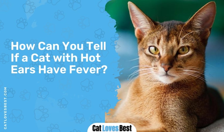 how can you tell if cat with hot ears have fever