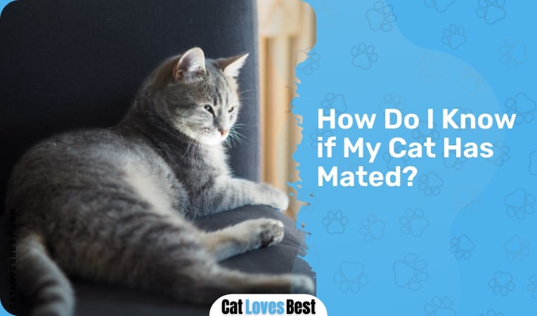 how do i know if my cat has mated