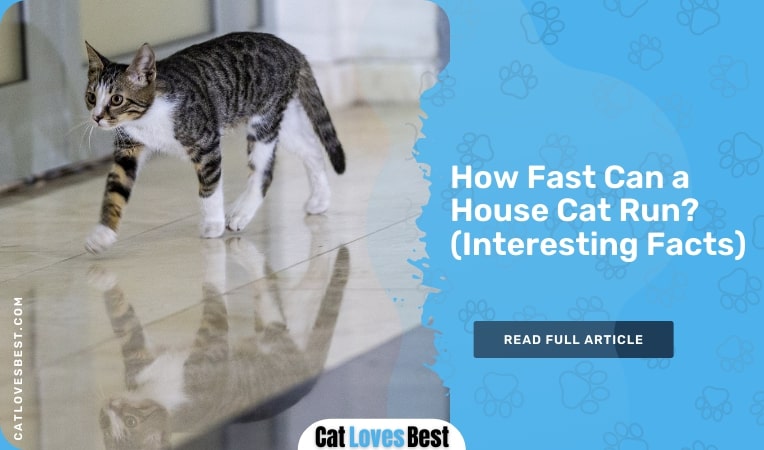 how fast can a house cat run