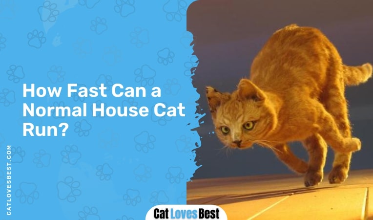 how fast can a normal house cat run