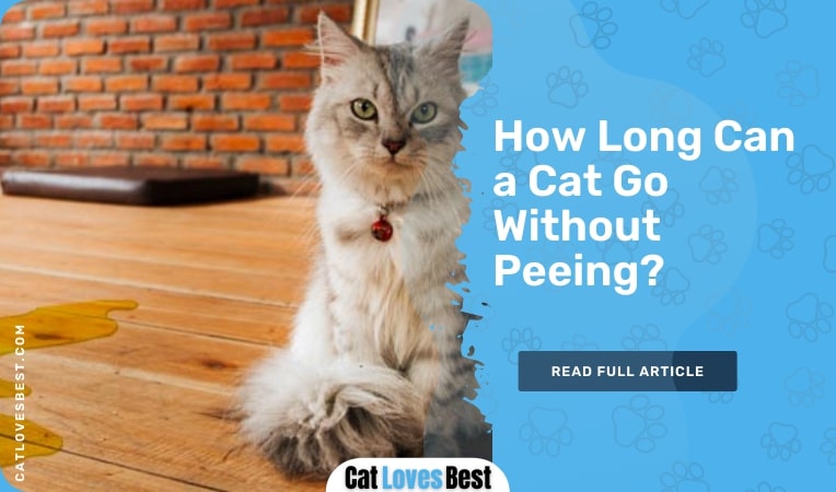 how long can a cat go without peeing