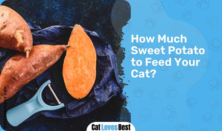 how much sweet potato to feed your cat