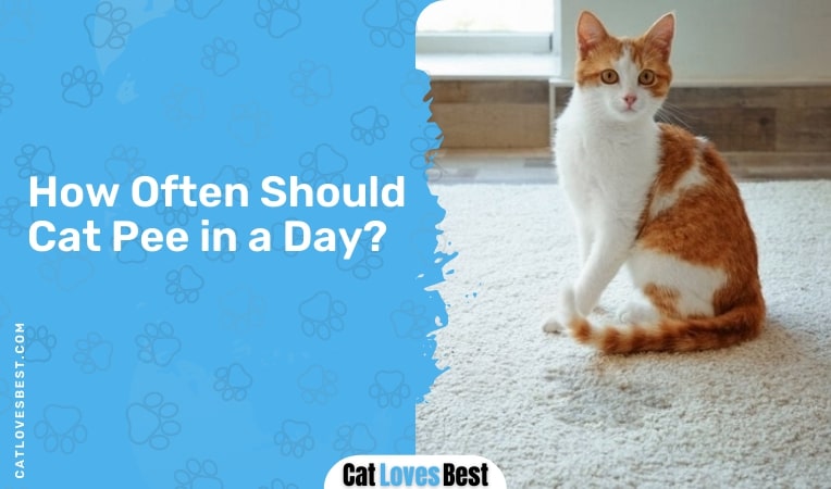 how often should cat pee in a day