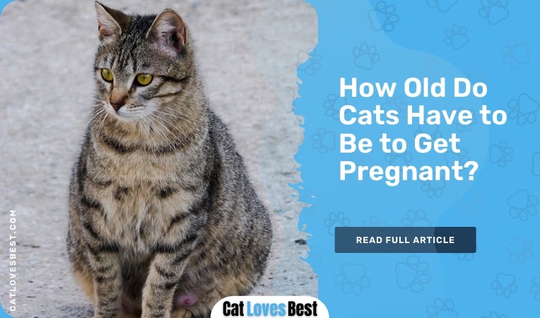 how old do cats have to be to get pregnant
