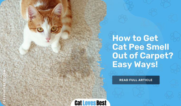how to get cat pee smell out of carpet