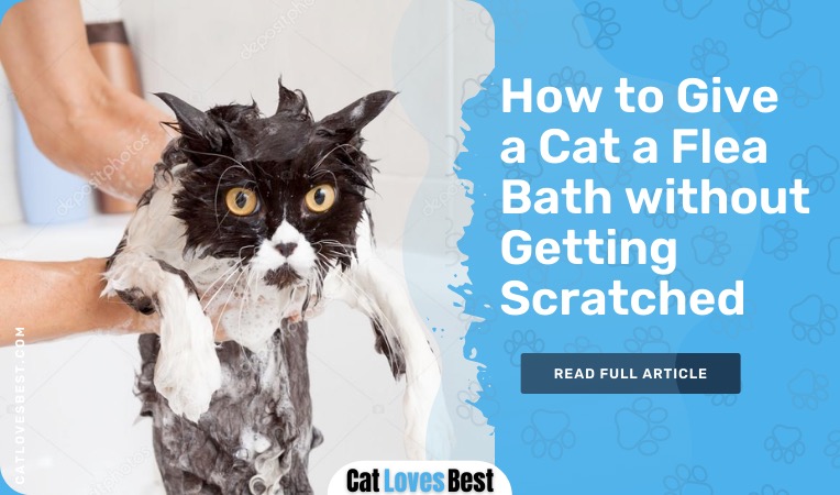 how to give a cat a flea bath without getting scratched