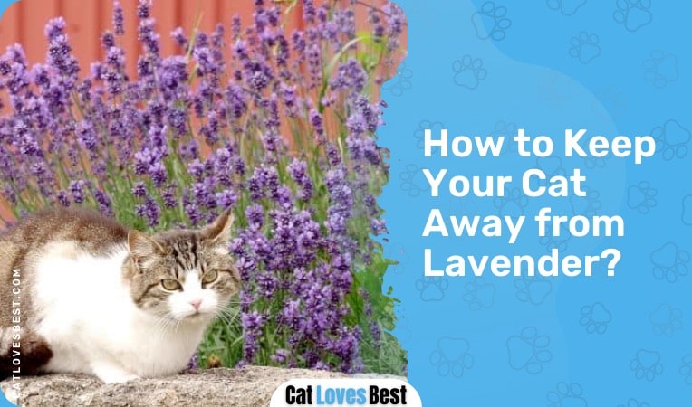 how to keep your cat away from lavender