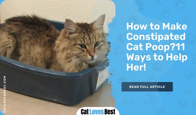 how to make constipated cat poop
