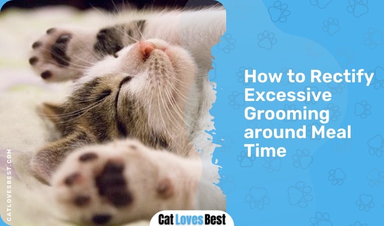 how to rectify excessive grooming around meal time