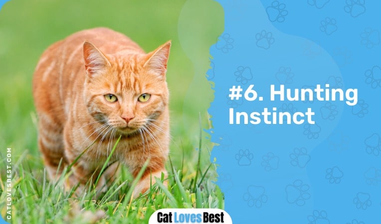 hunting instinct