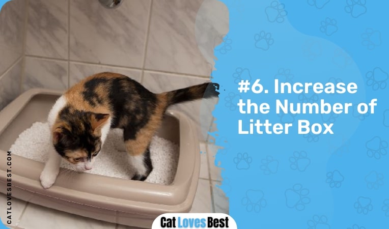 increase number of litter box