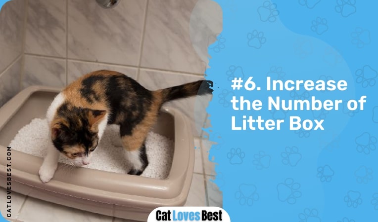 increase number of litter box