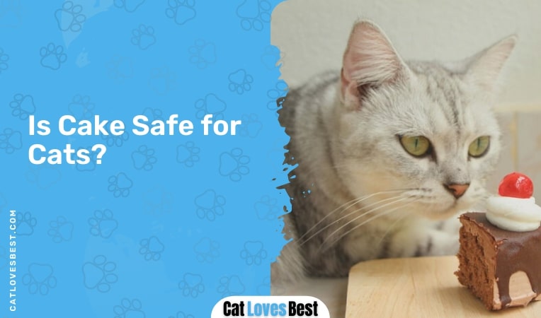 is cake safe for cats
