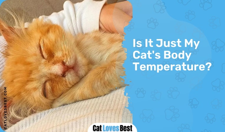 is it just my cat body temperature